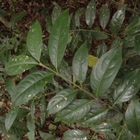 Lasianthus chrysocaulis Ridsdale